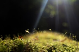 Rubrica Sguardi Inclusivi