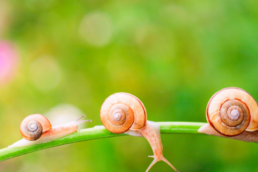 La strada più veloce per diventare sostenibile Inseguire la felicità.